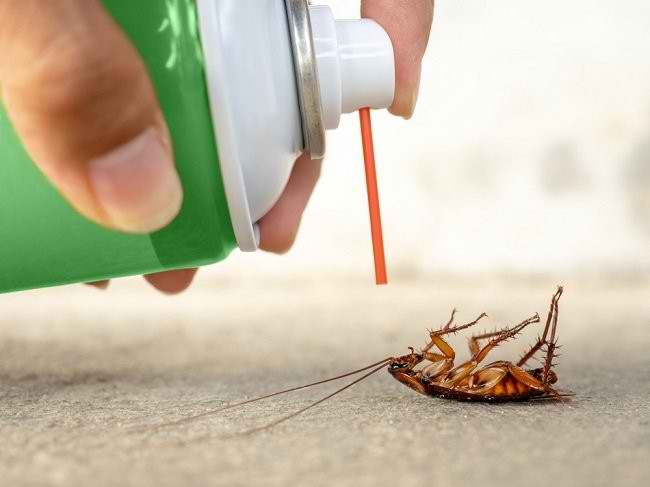 위험과 바퀴벌레 퇴치 방법 알기