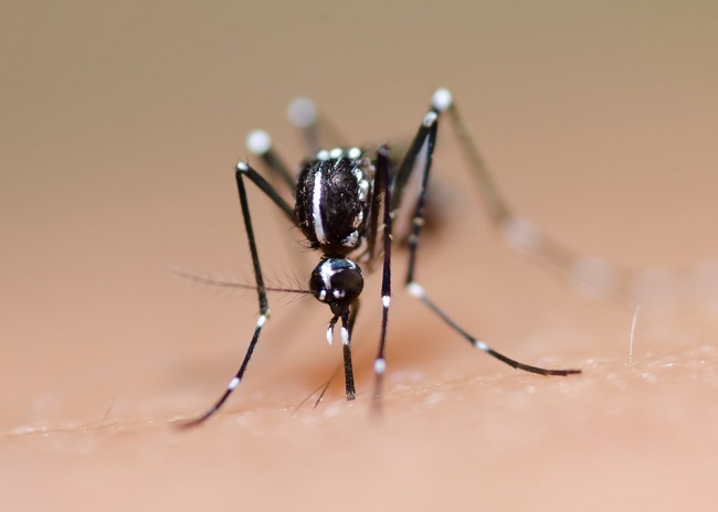 Conozca el hábitat y los hábitos de los mosquitos con fiebre del dengue para superarlo fácilmente
