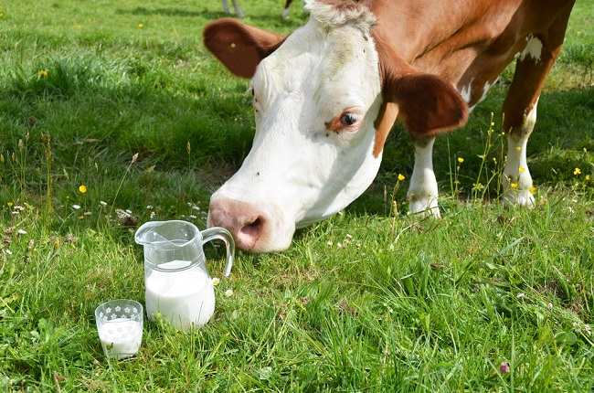 더 건강한 우유를 생산하는 것으로 신뢰받는 새로운 젖소인 A2 젖소의 우유에 대해 알아보십시오.