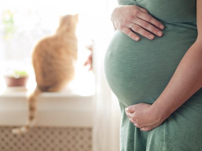 임신 중에 고양이를 키우는 것이 안전합니까?
