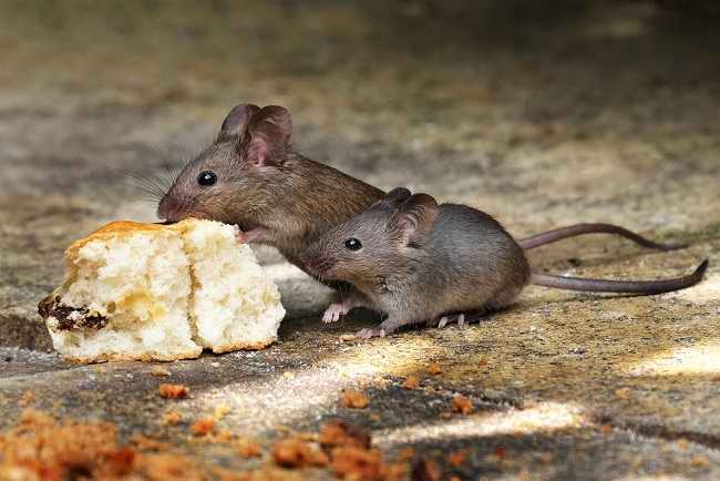 Vikten av att stöta bort råttor för att förhindra olika sjukdomar
