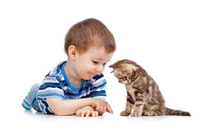 고양이 긁힌 자국에 영향을 받는 아기? 처리 방법은 다음과 같습니다.