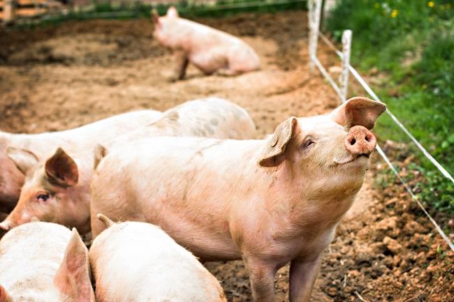 돼지 콜레라 바이러스가 사람에게 전염될 수 있다는 것이 사실입니까?